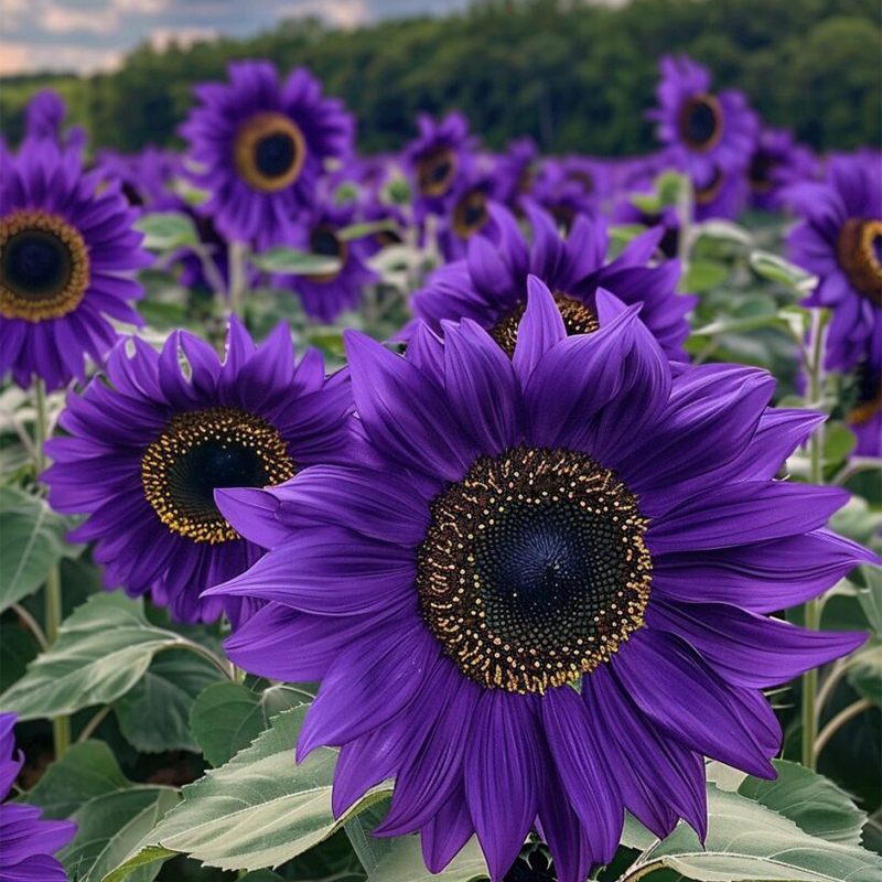 Sunflower ‘Violet Majesty’