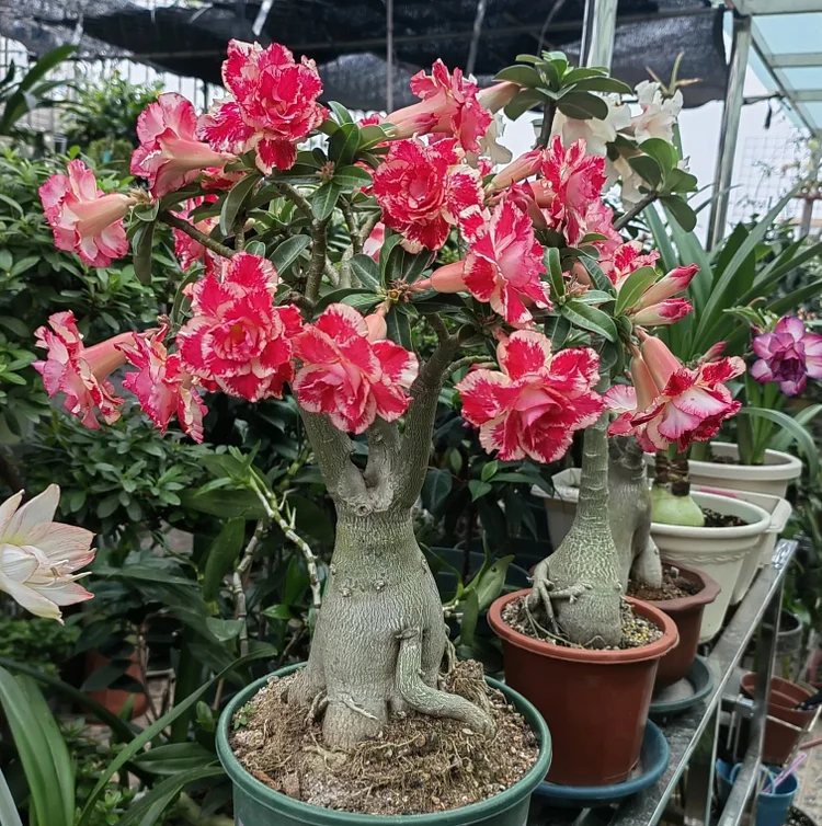 🌹✨ Magic Rose of the Desert 💫 - Red