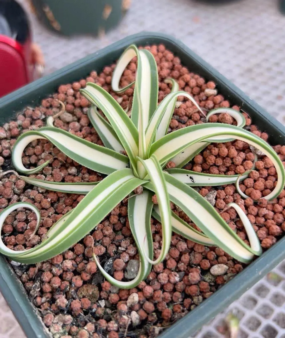 plant Aeonium Echeveria Haworthia  Caudex  Lithops Cactus  Agave 