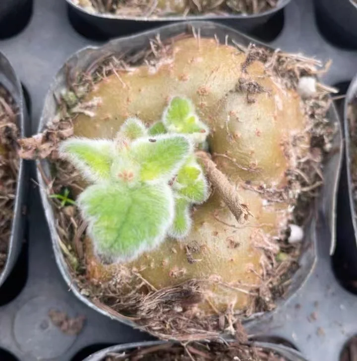 plant Aeonium Echeveria Haworthia  Caudex  Lithops Cactus  Agave 