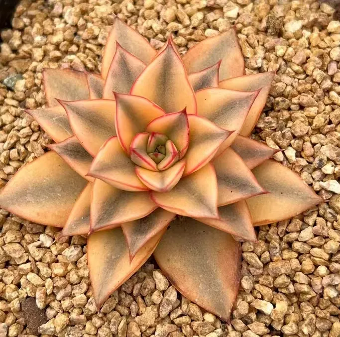 plant Aeonium Echeveria Haworthia  Caudex  Lithops Cactus  Agave 