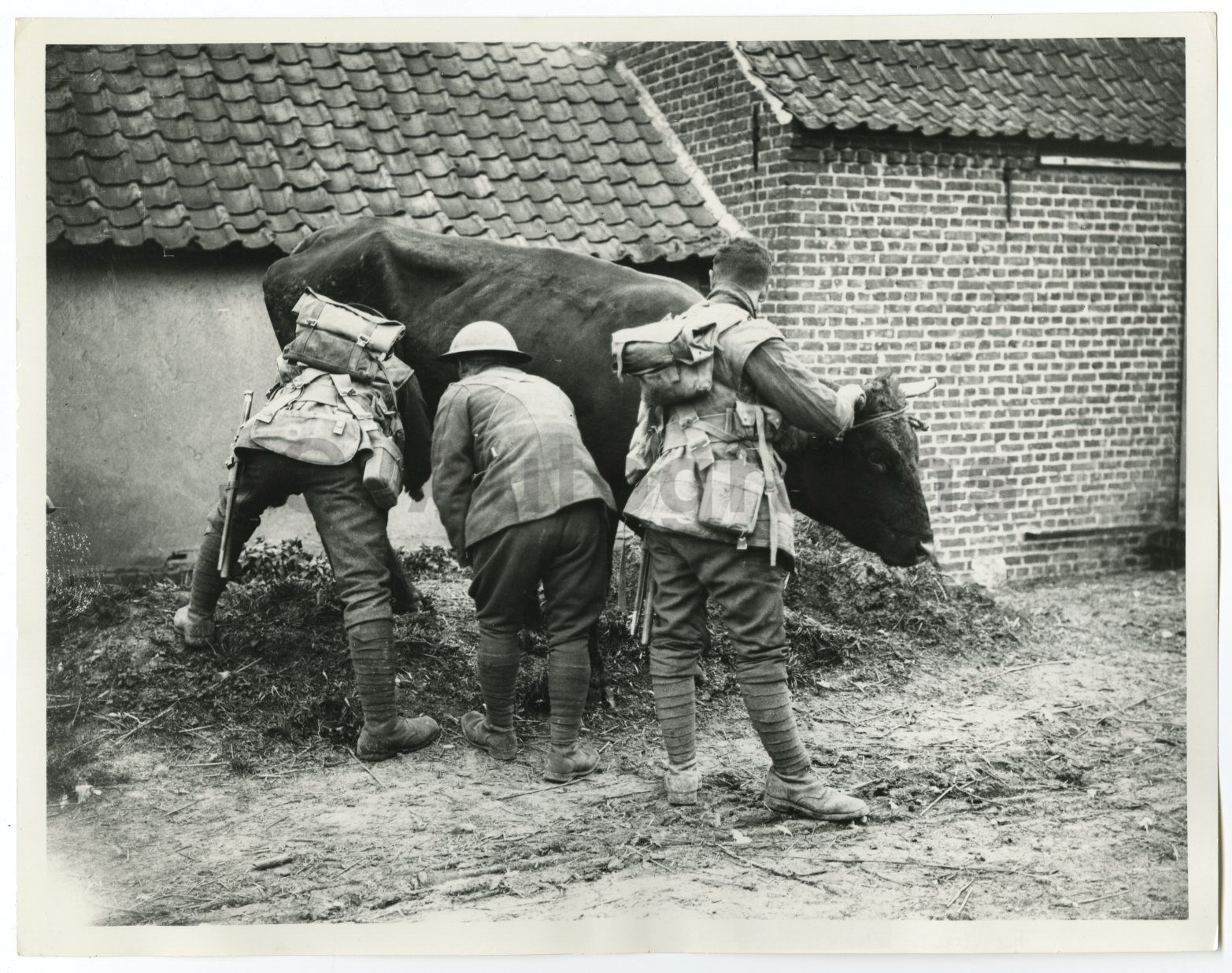 World War I - Vintage 8x10 Publication Photo Poster paintinggraph - Battle of the Lys