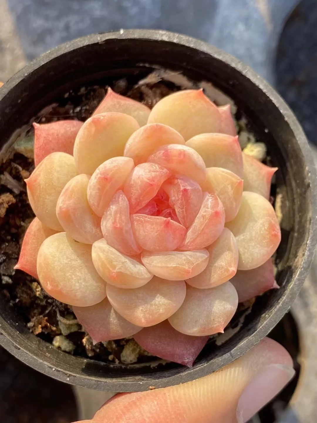 plant Aeonium Echeveria Haworthia  Caudex  Lithops Cactus  Agave 