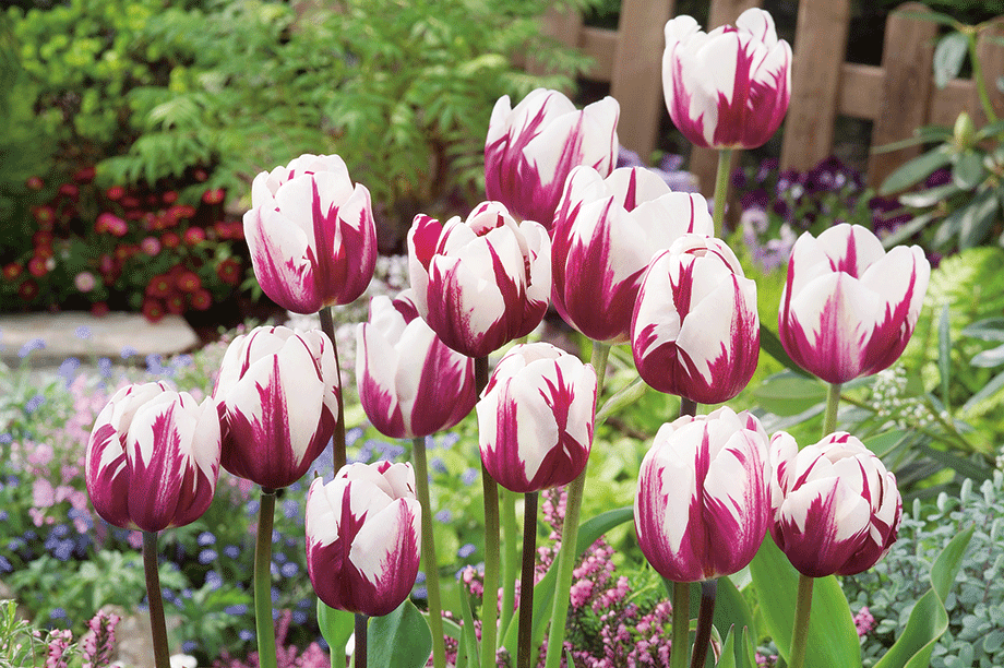 Zurel  Tulip Seeds