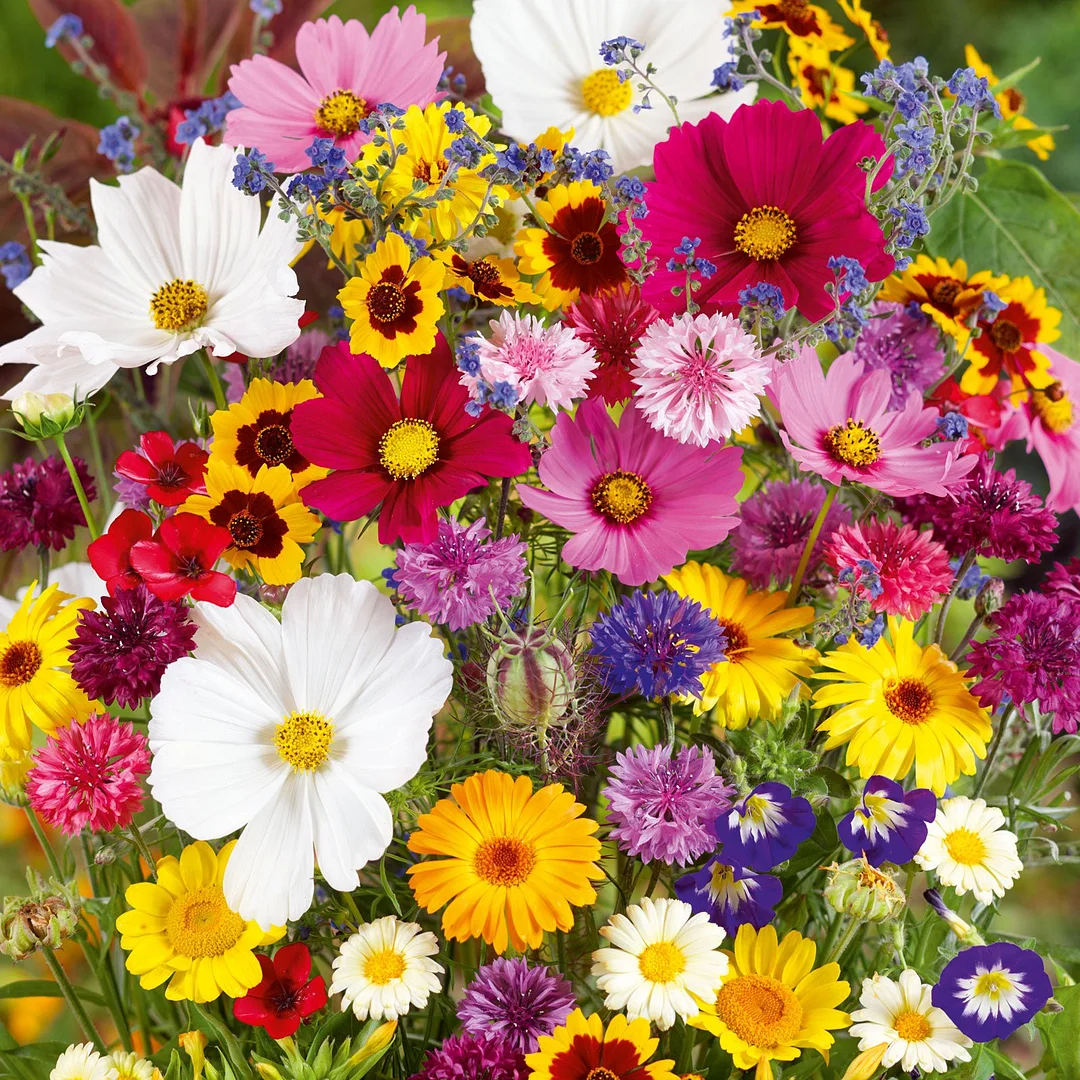 Country Garden Flower Mixed Seeds for Planting JONY PARK