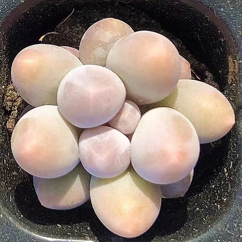 plant Aeonium Echeveria Haworthia  Caudex  Lithops Cactus  Agave 