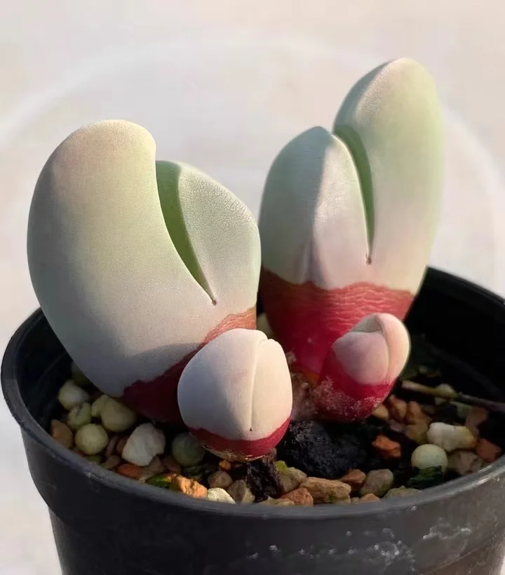 plant Aeonium Echeveria Haworthia  Caudex  Lithops Cactus  Agave 