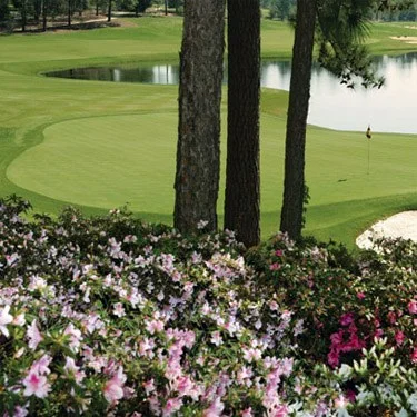 Pure Select Creeping Bent Grass