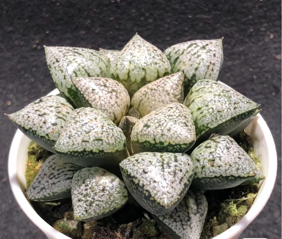 900.   Miracle 5-6cm / Haworthia/ Succulent plants / Garden landscape / Carefully select healthy plants