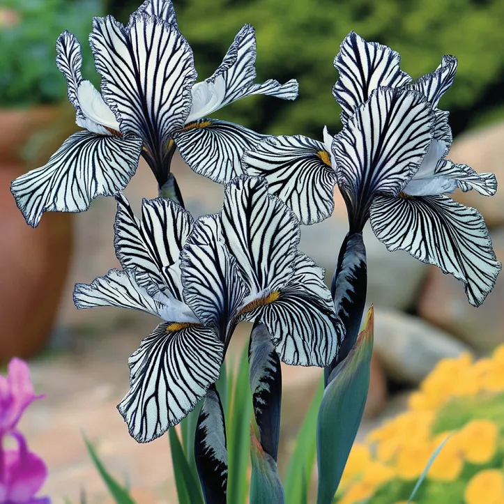 💐Zebra Stripes Iris (Iris Germanica) – A Bold, Striped Beauty