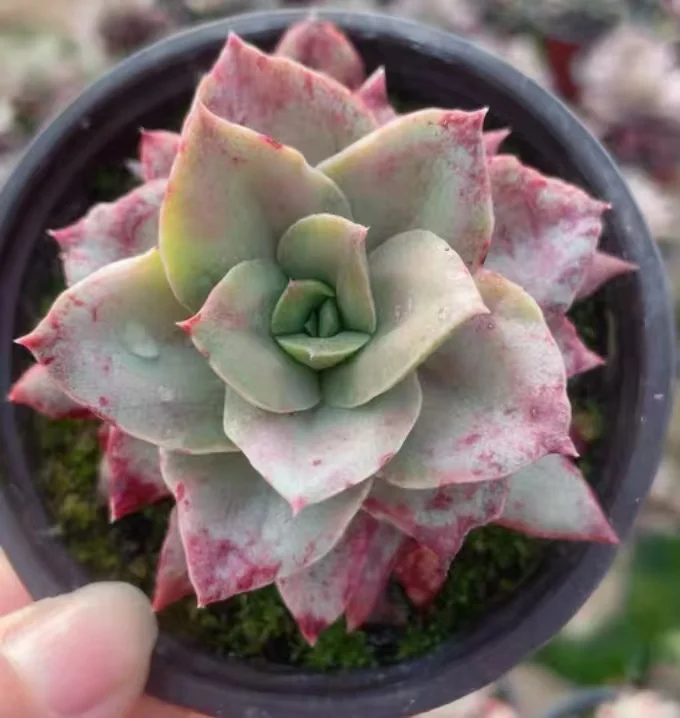 plant Aeonium Echeveria Haworthia  Caudex  Lithops Cactus  Agave 