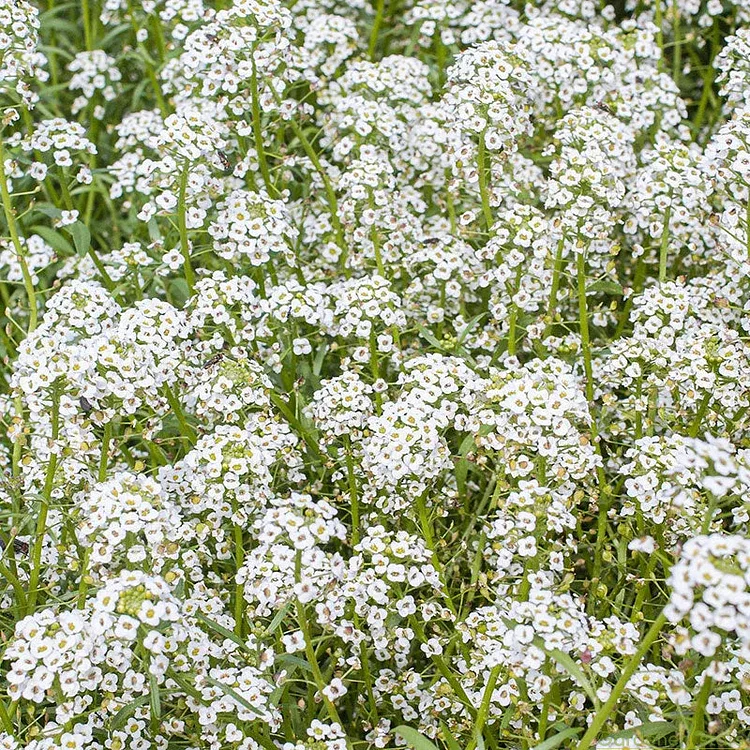 🌺Mixed Color Sweet Alyssum Seeds