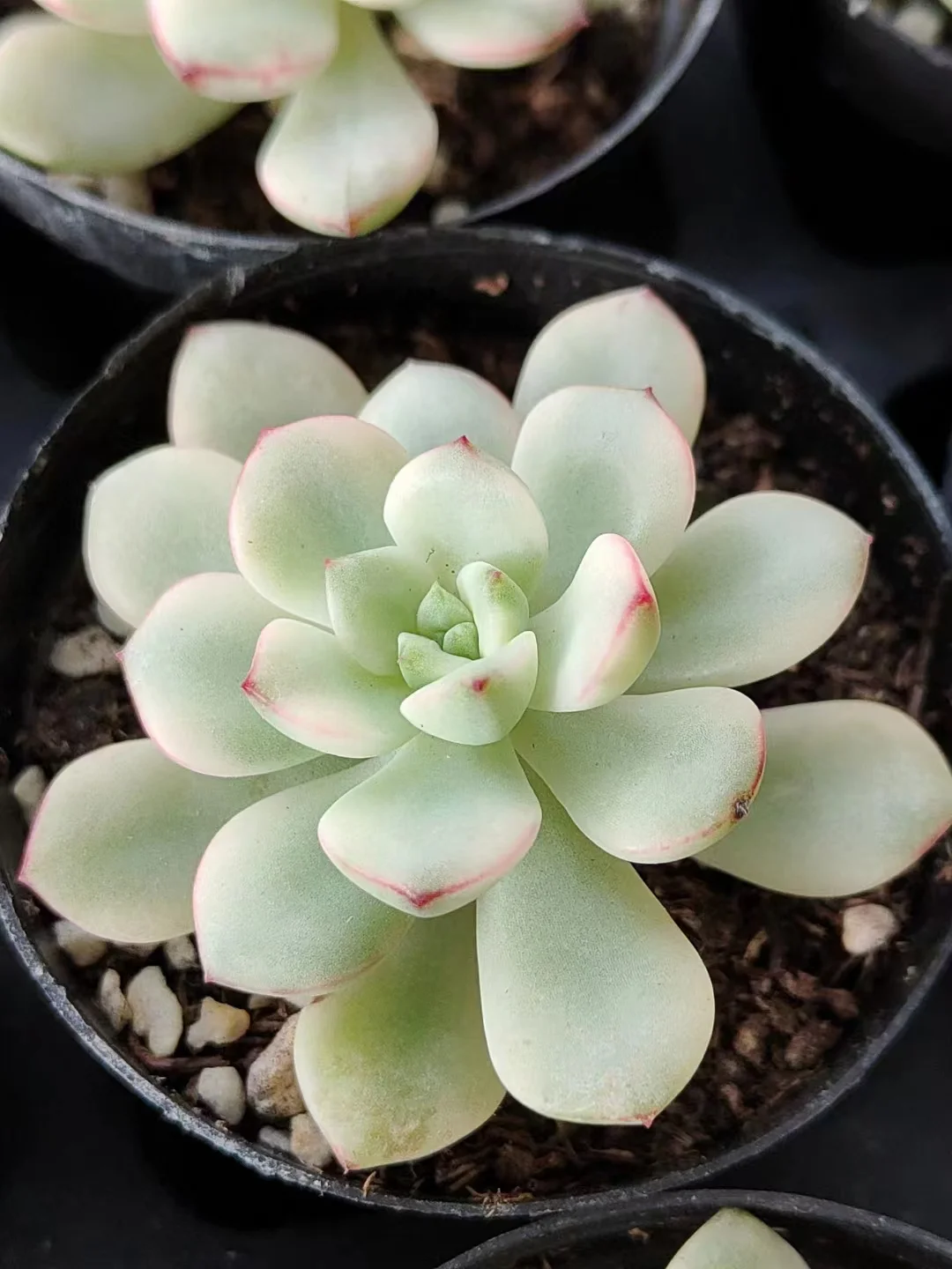 plant Aeonium Echeveria Haworthia  Caudex  Lithops Cactus  Agave 