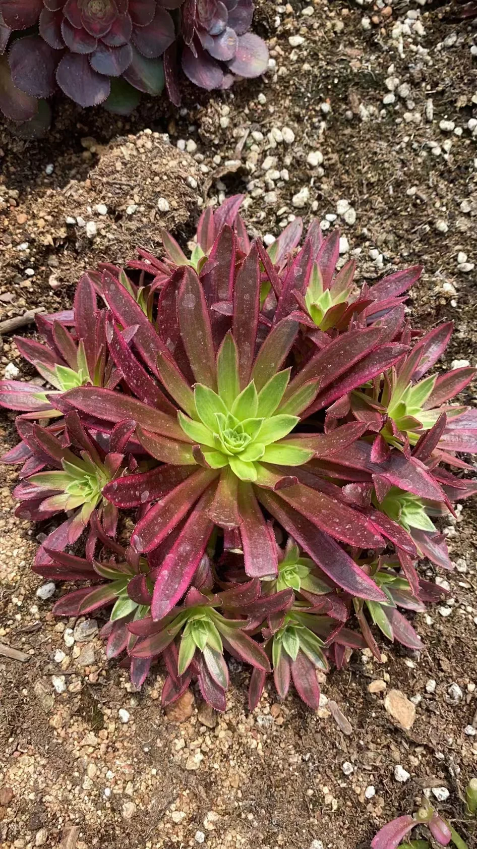 plant Aeonium Echeveria Haworthia  Caudex  Lithops Cactus  Agave 