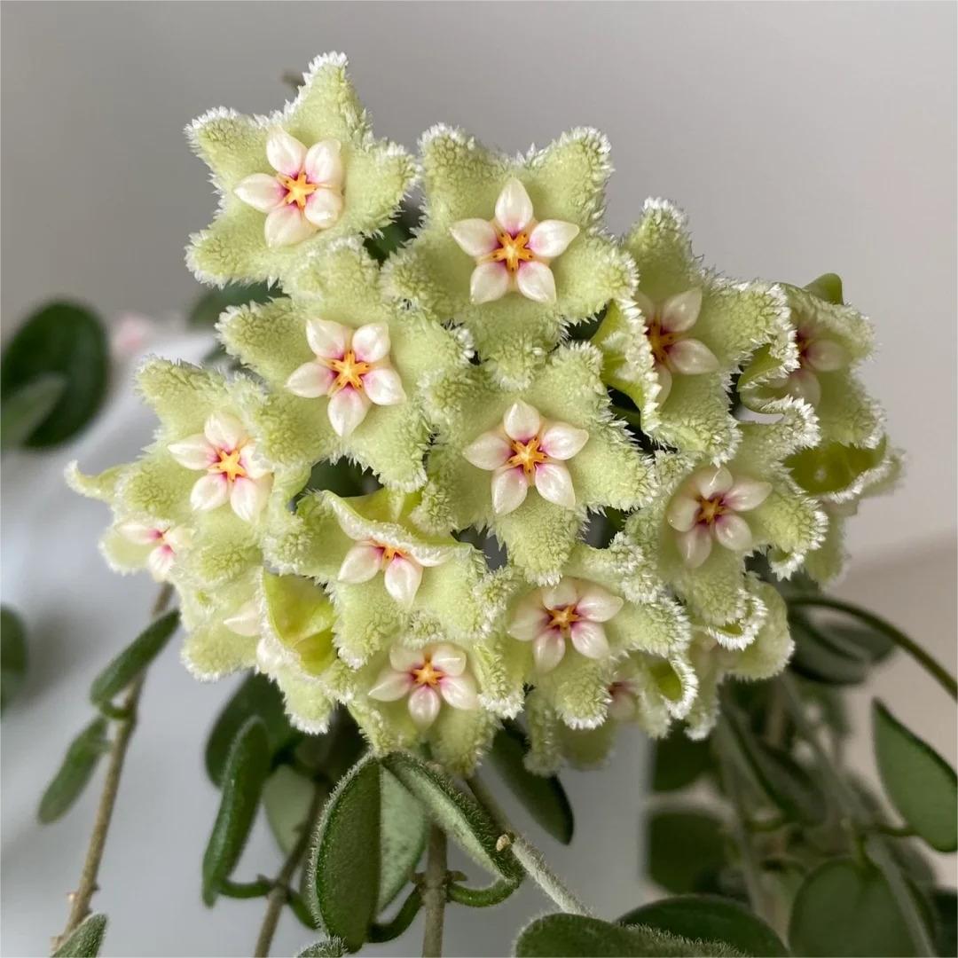 Hoya Seeds - Stars falling from the sky✨
