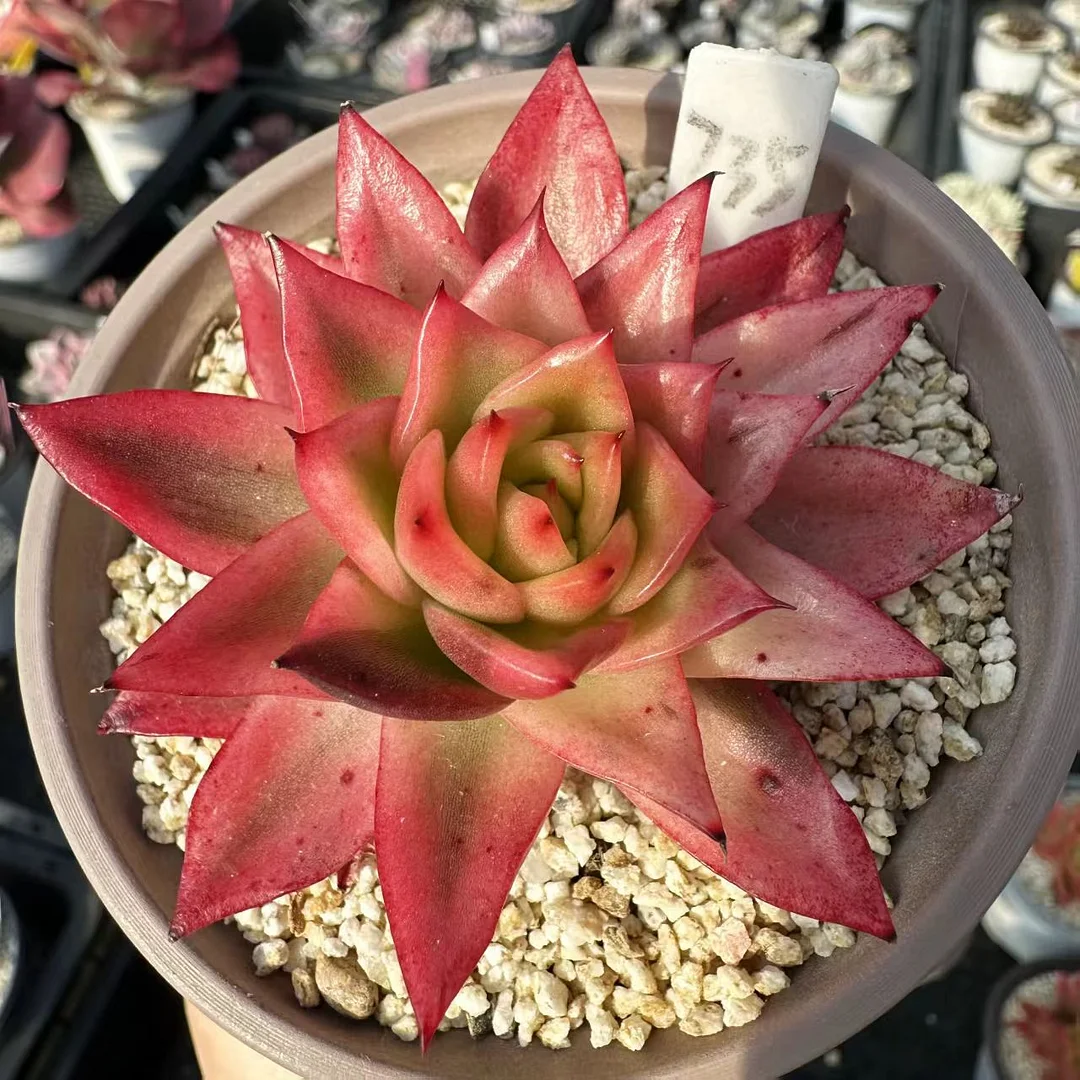 plant Aeonium Echeveria Haworthia  Caudex  Lithops Cactus  Agave 