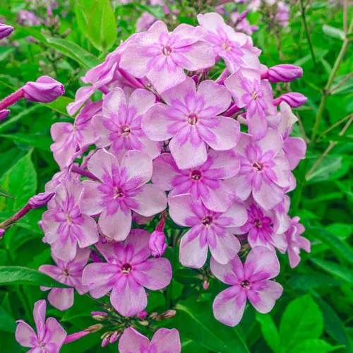 Eden's Smile Phlox