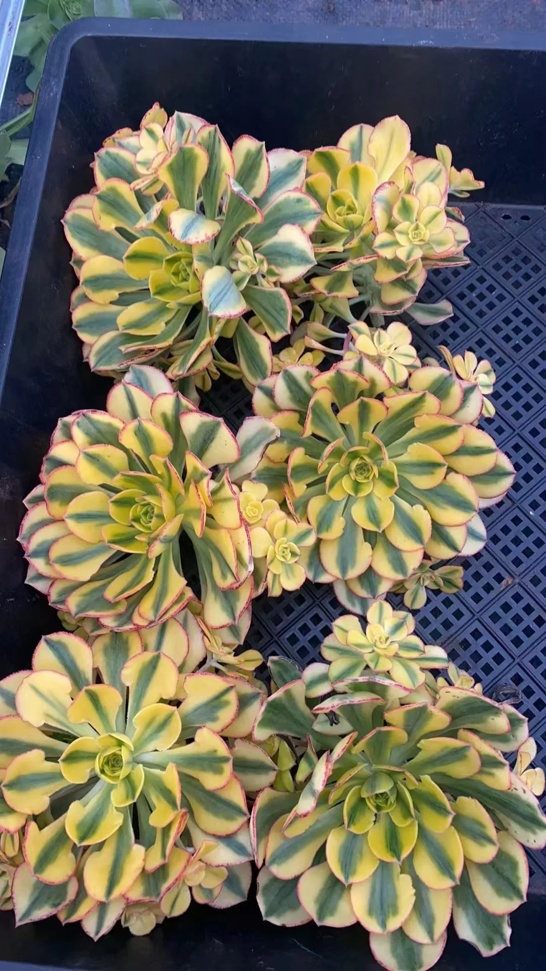 plant Aeonium Echeveria Haworthia  Caudex  Lithops Cactus  Agave 