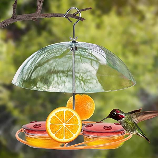 Hanging Baltimore Oriole Jelly Feeders