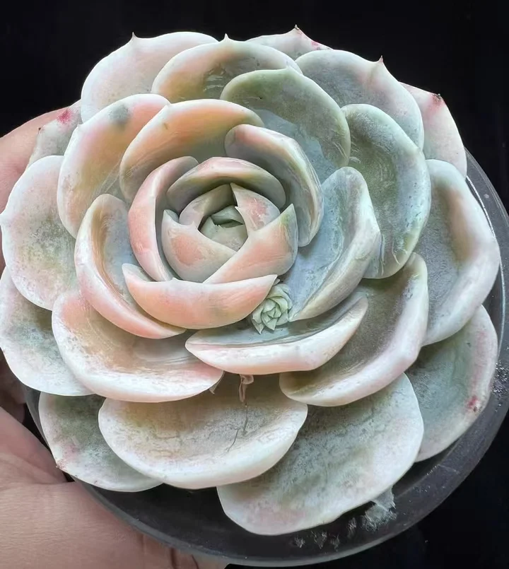 plant Aeonium Echeveria Haworthia  Caudex  Lithops Cactus  Agave 