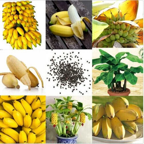 30pcs Dwarf Banana Seeds