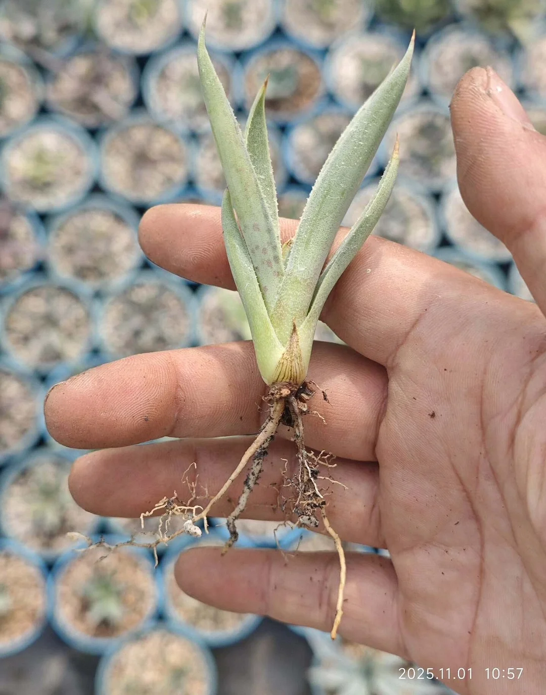 plant Aeonium Echeveria Haworthia  Caudex  Lithops Cactus  Agave 