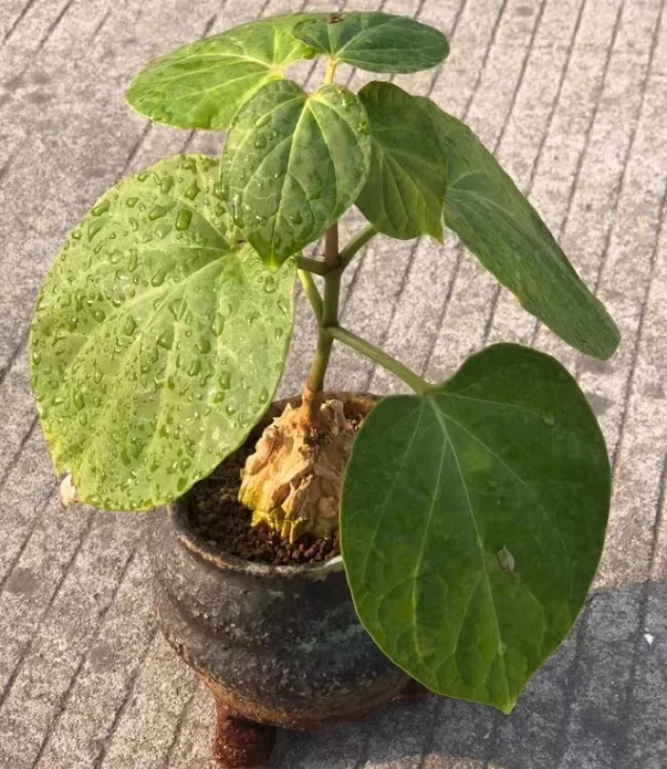 plant Aeonium Echeveria Haworthia  Caudex  Lithops Cactus  Agave 