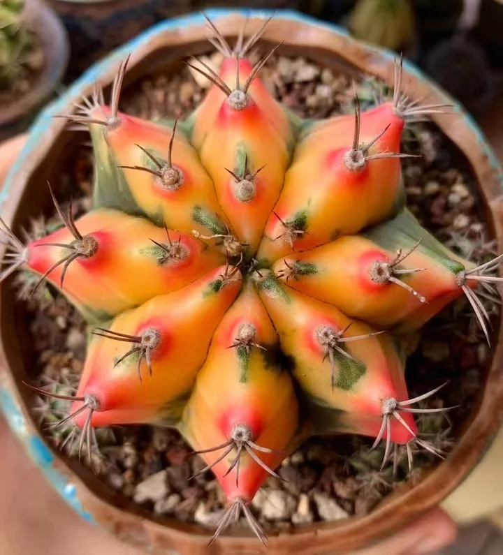 665.  Kanolin  single head  2.5-3cm  /Cactus plants  / Succulent plants/Garden landscape / Carefully select healthy plants