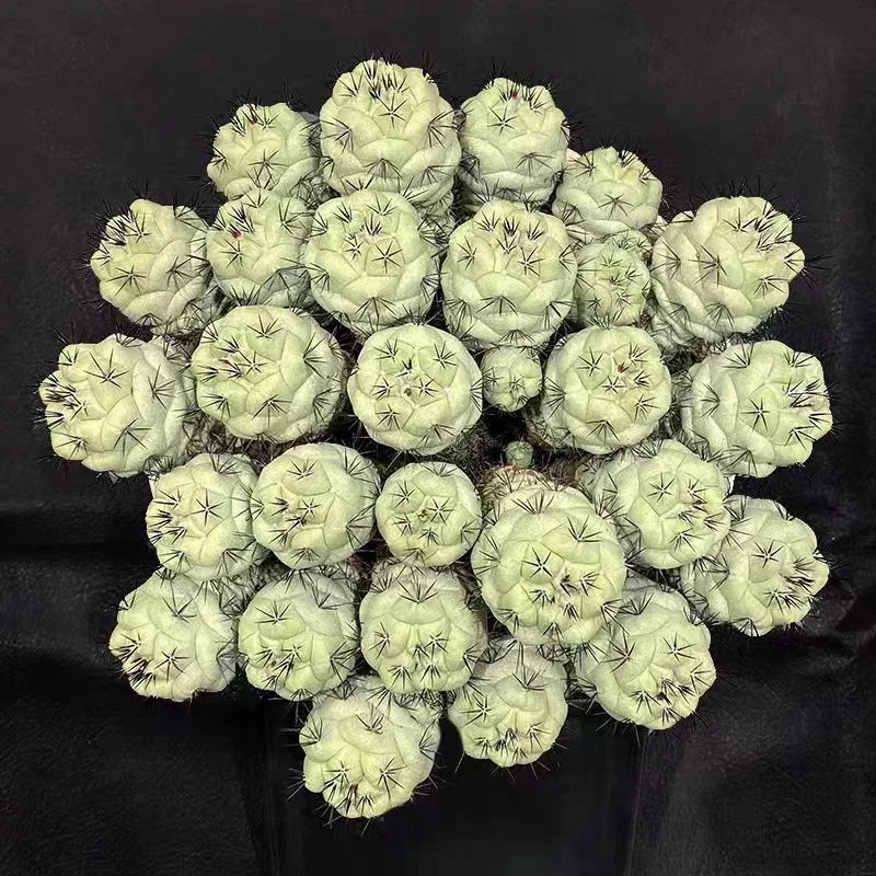 plant Aeonium Echeveria Haworthia  Caudex  Lithops Cactus  Agave 