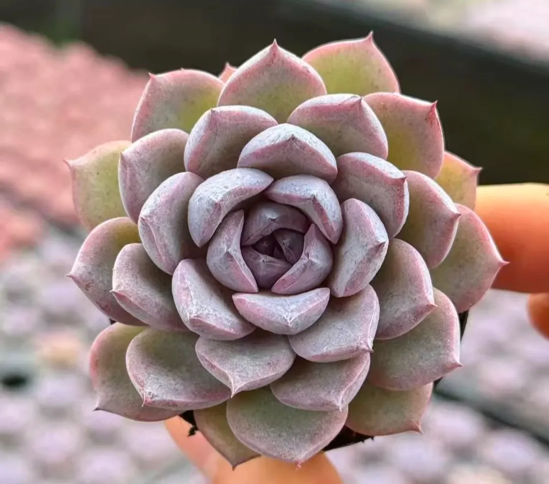 plant Aeonium Echeveria Haworthia  Caudex  Lithops Cactus  Agave 
