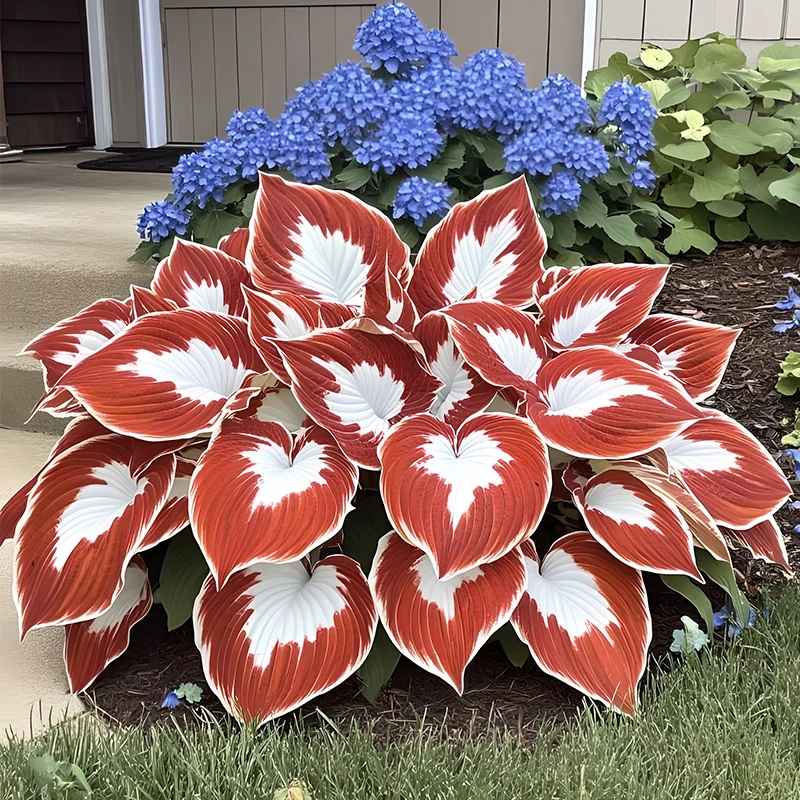 The Enchanting Hosta - Orange and White