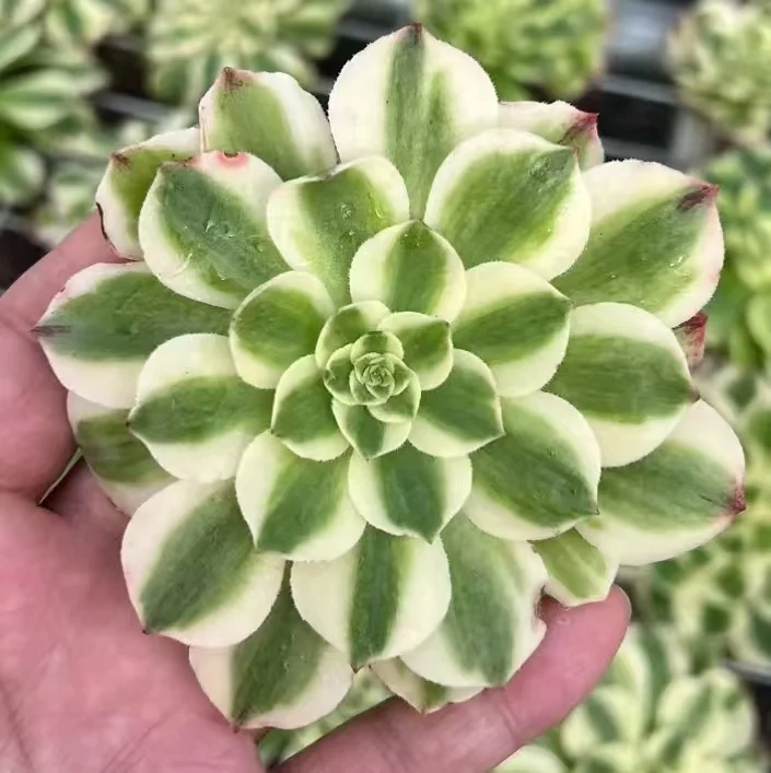 plant Aeonium Echeveria Haworthia  Caudex  Lithops Cactus  Agave 