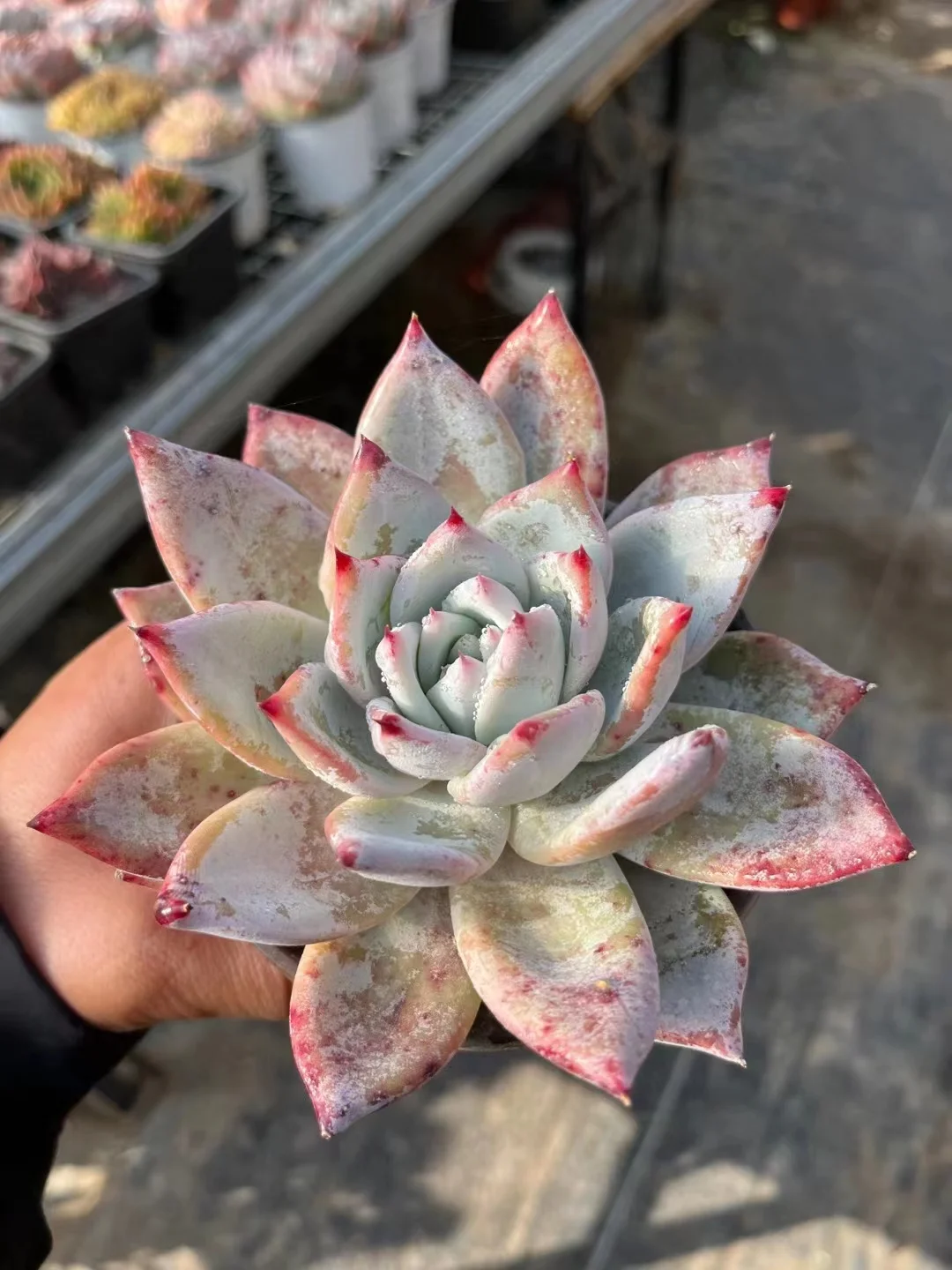 plant Aeonium Echeveria Haworthia  Caudex  Lithops Cactus  Agave 