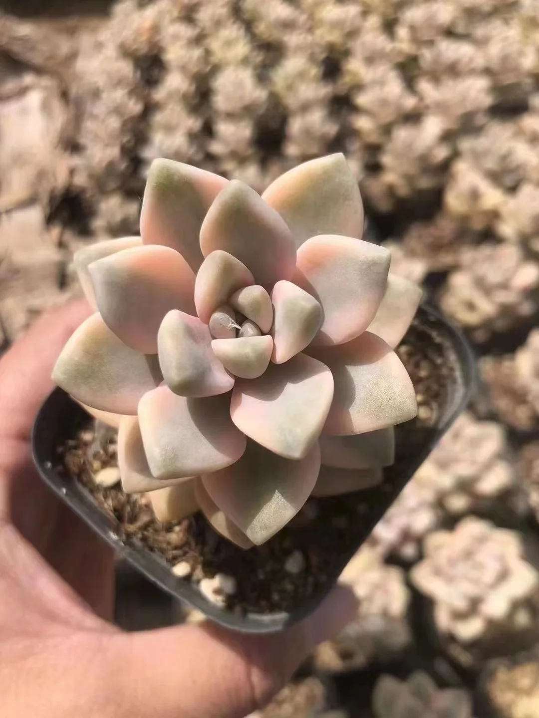 plant Aeonium Echeveria Haworthia  Caudex  Lithops Cactus  Agave 