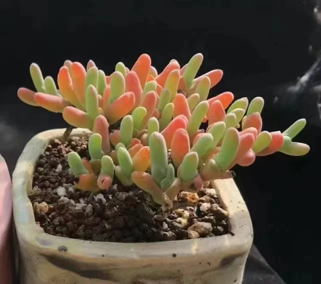 869. Gibbaeum shandii cluster 8-10 heads / Lithops and Conophytum  /  Succulent plants / Garden landscape / Carefully select healthy plants
