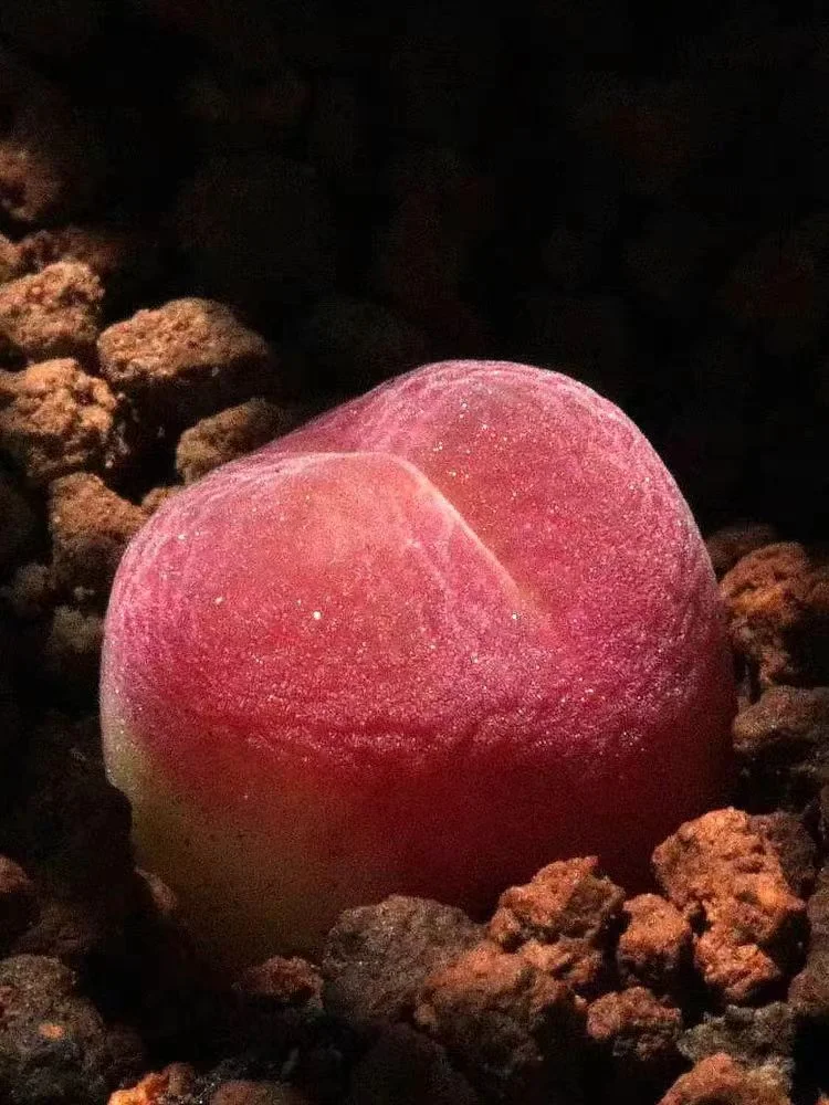851. Pillansii single head 1.5-2cm/ Lithops and Conophytum  /  Succulent plants / Garden landscape / Carefully select healthy plants