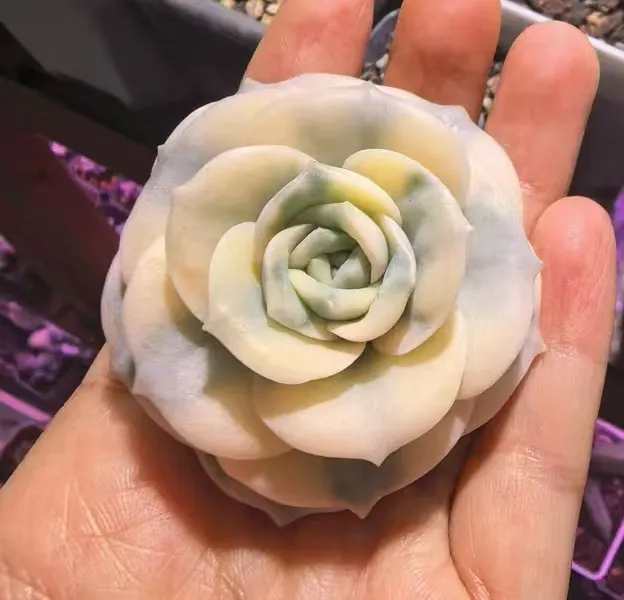 plant Aeonium Echeveria Haworthia  Caudex  Lithops Cactus  Agave 