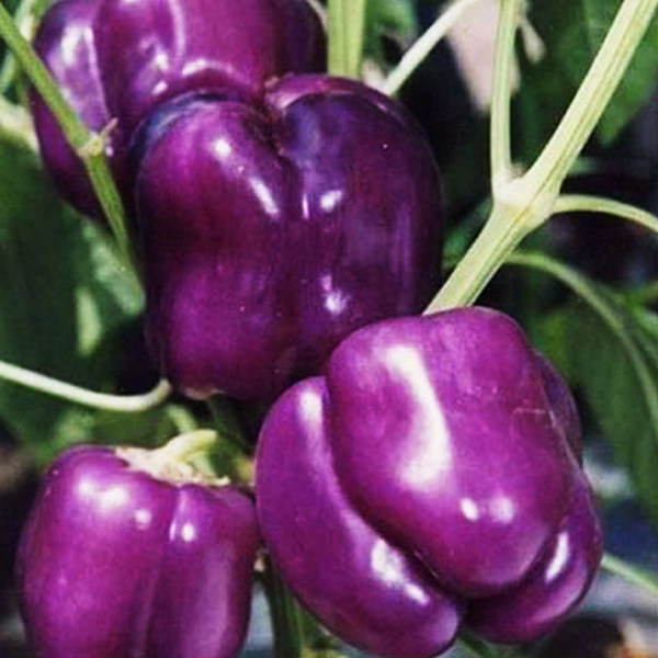 Dark Purple Hot Pepper Seeds