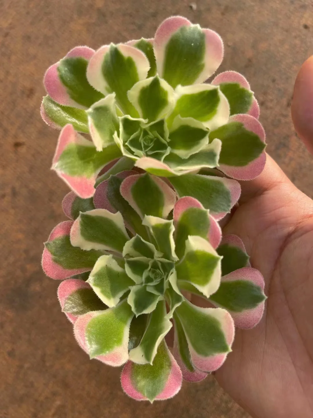 plant Aeonium Echeveria Haworthia  Caudex  Lithops Cactus  Agave 