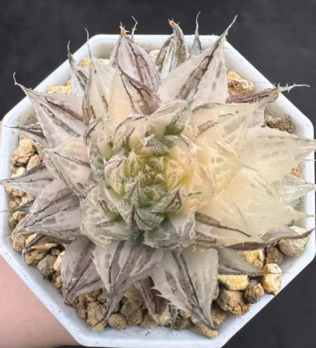 plant Aeonium Echeveria Haworthia  Caudex  Lithops Cactus  Agave 