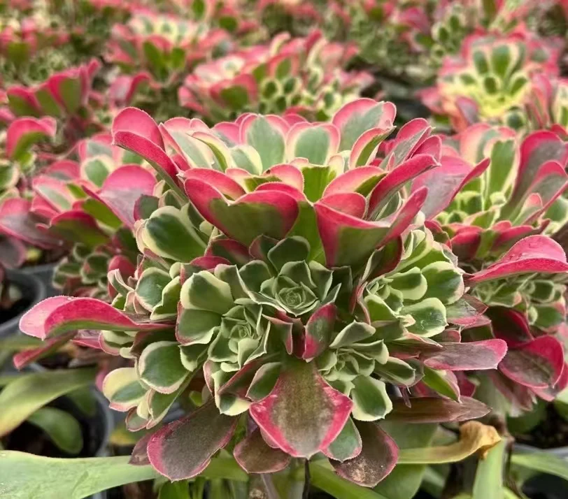 42. Green witch cluster （white phoenix）/ Aeonium cluster /Aeonium plants / Garden landscape / Carefully select healthy plants