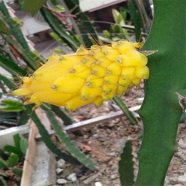 Egrow 50 Pcs/Pack Yellow Pitahaya Seeds Dragon Fruit Hylocereus Undatus Fruit Seeds