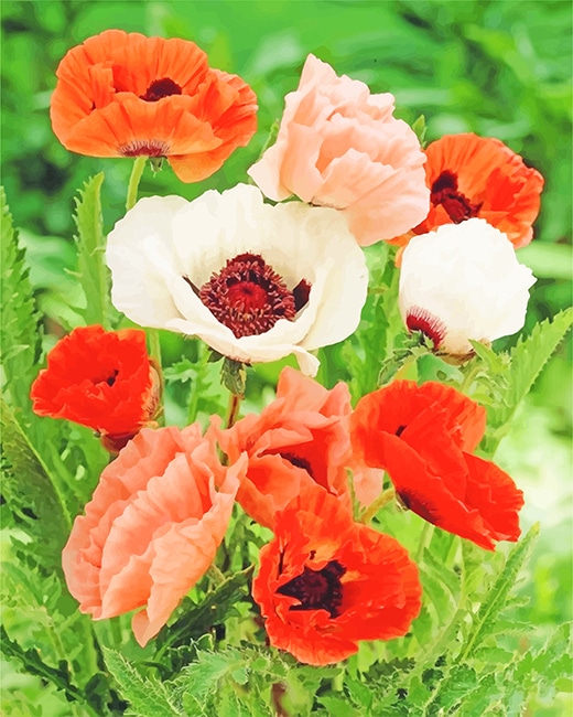 

Poppy Colorful Flowers – Paint By Numbers - 40*50CM, 501 Original