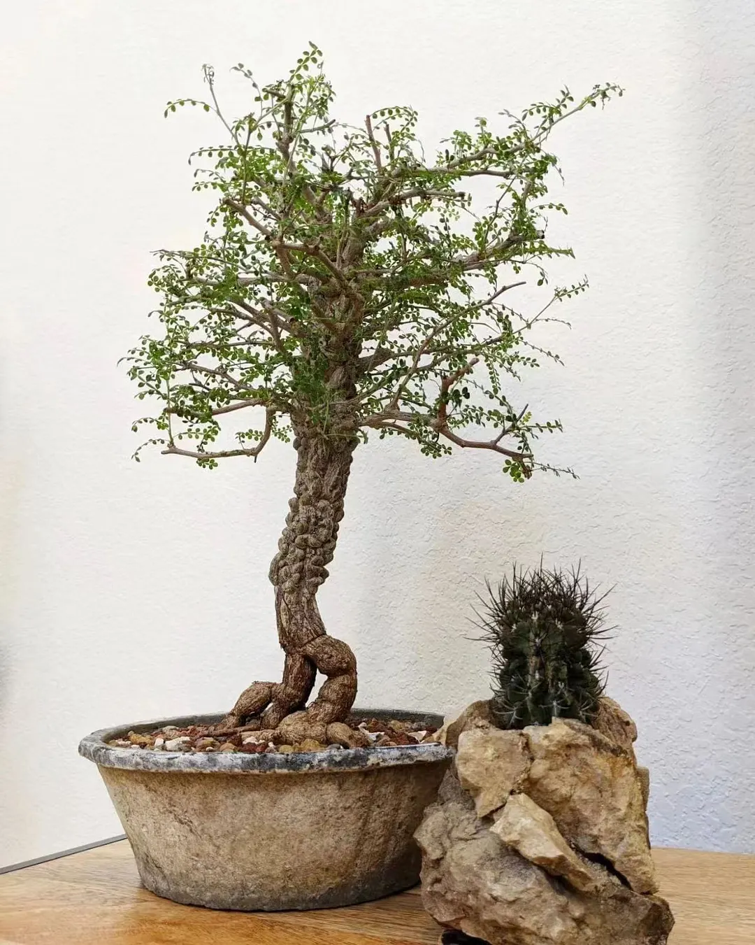 plant Aeonium Echeveria Haworthia  Caudex  Lithops Cactus  Agave 
