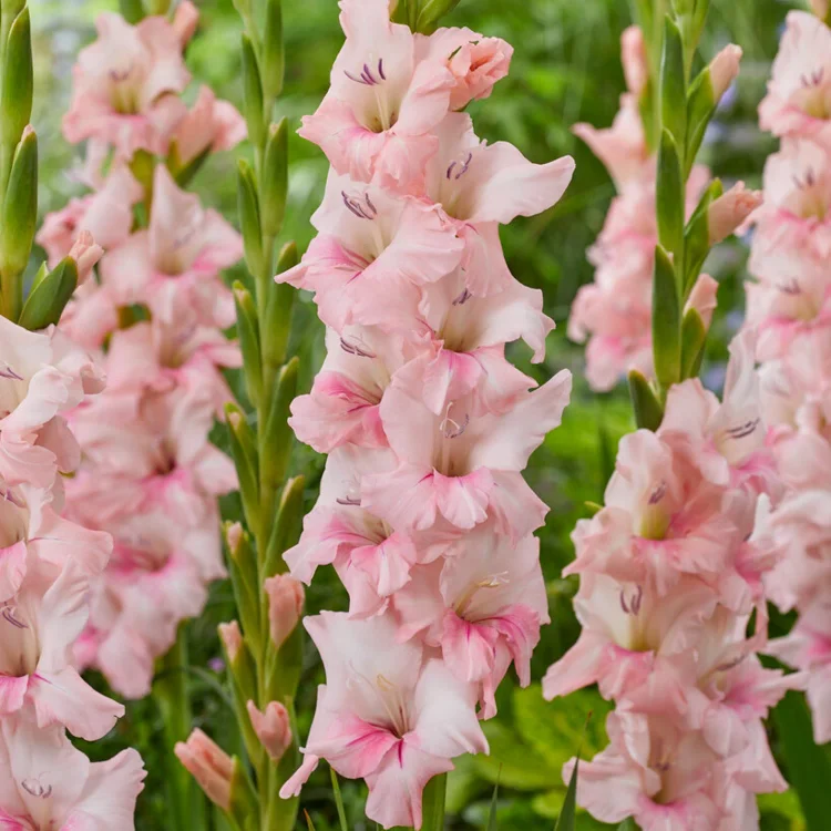 Gladiolus Flower