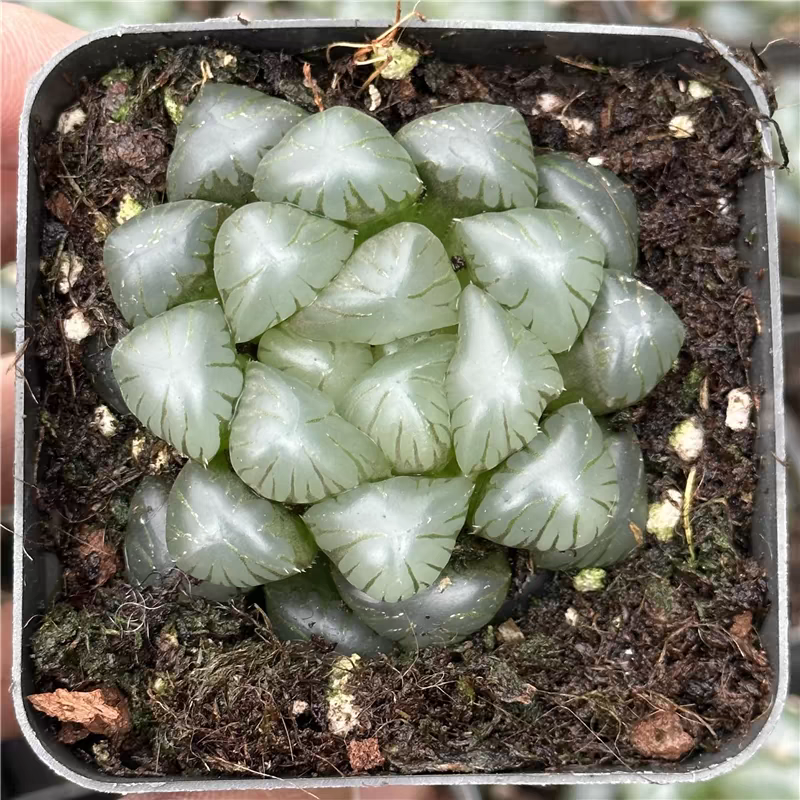 bjbm10.Haworthia Cooperi Sky Lantern 4-5cm/ Haworthia/ Succulent plants / Garden landscape / Carefully select healthy plants