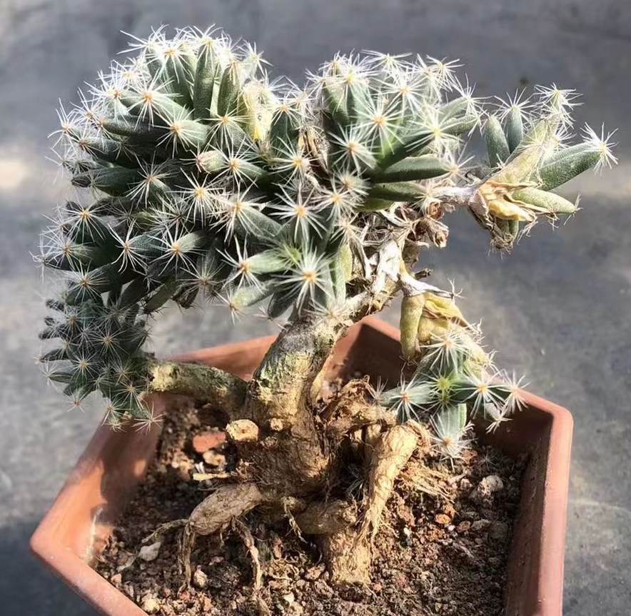 plant Aeonium Echeveria Haworthia  Caudex  Lithops Cactus  Agave 