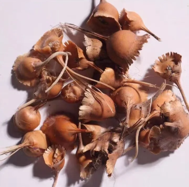 plant Aeonium Echeveria Haworthia  Caudex  Lithops Cactus  Agave 