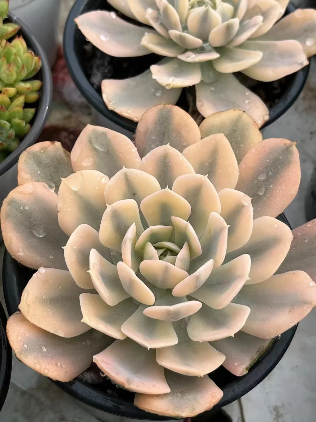 plant Aeonium Echeveria Haworthia  Caudex  Lithops Cactus  Agave 