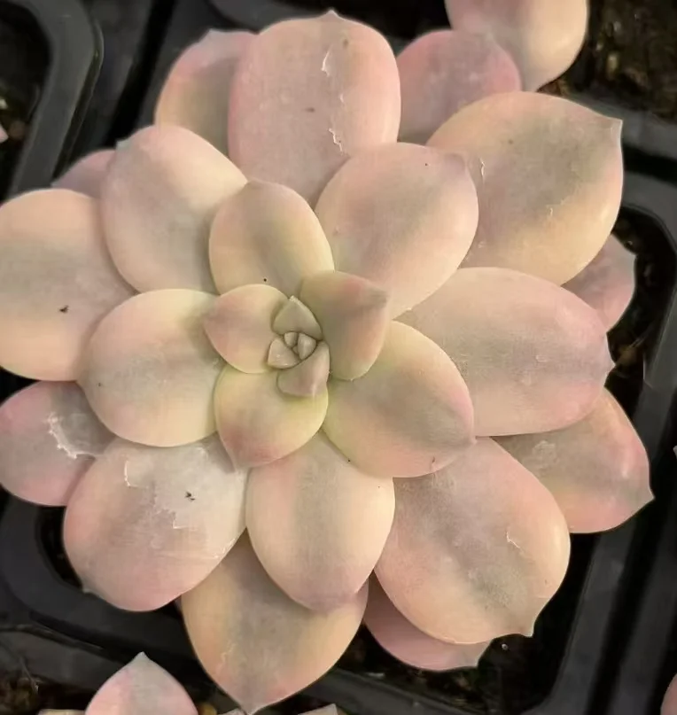 plant Aeonium Echeveria Haworthia  Caudex  Lithops Cactus  Agave 